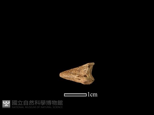 獐骨藏品圖，第1張