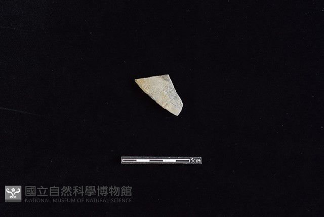 陶片藏品圖，第1張