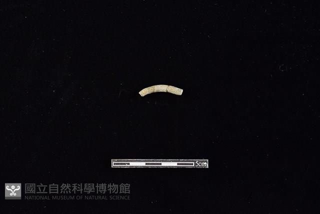 陶環藏品圖，第1張