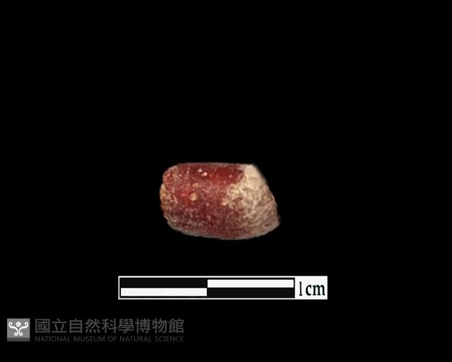 玻璃珠藏品圖，第1張