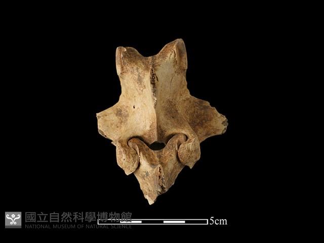 梅花鹿骨藏品圖，第2張