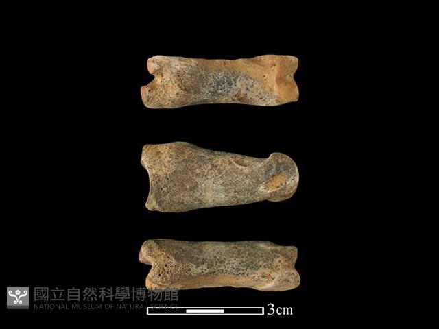 梅花鹿骨藏品圖，第1張