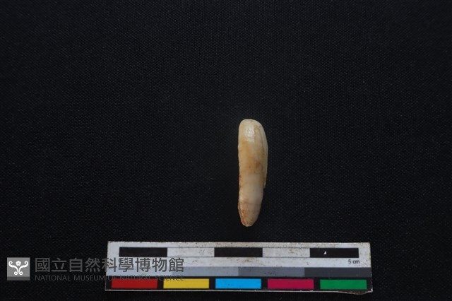 豬骨藏品圖，第1張