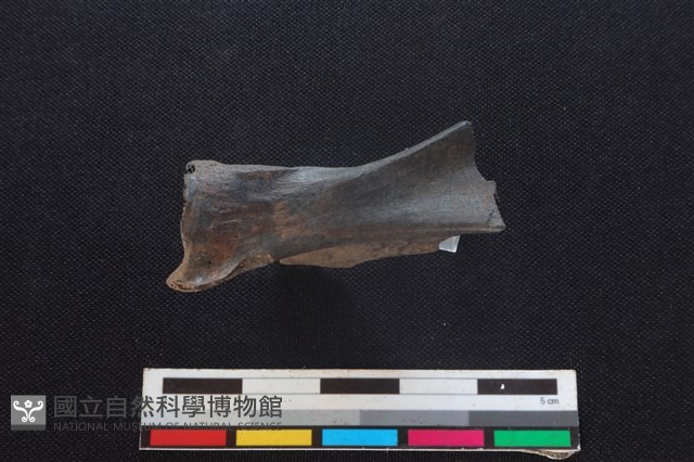 山羌骨藏品圖，第1張