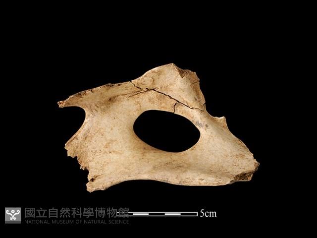 梅花鹿骨藏品圖，第2張