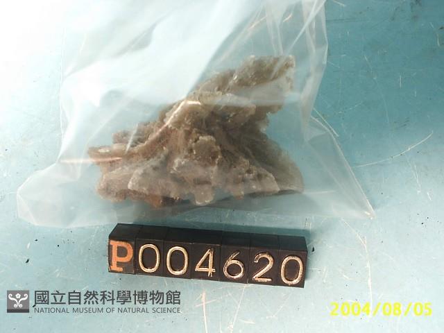 石膏藏品圖，第1張