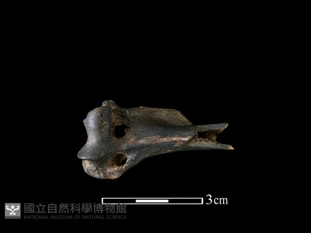 狗獾骨藏品圖，第2張