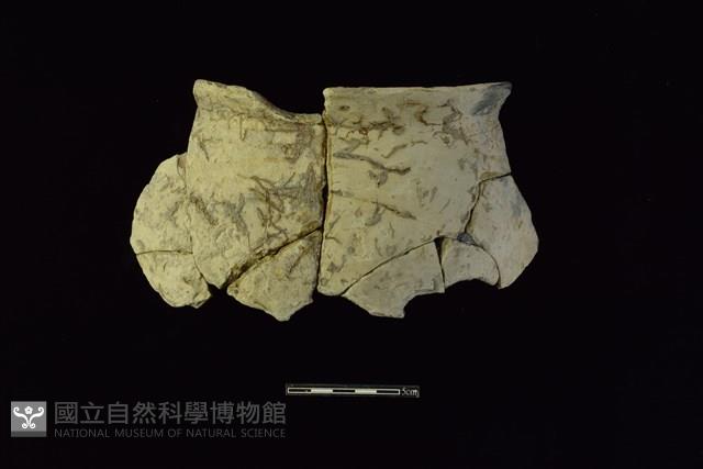 陶罐藏品圖，第1張