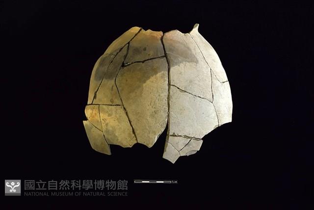 陶罐藏品圖，第1張