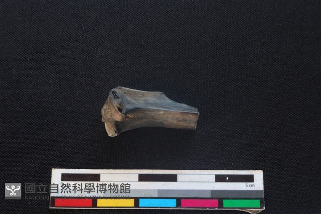 野兔骨藏品圖，第1張