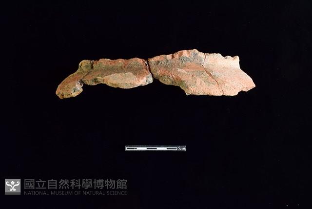 Accession Number:HLL-H PT0111 Collection Image, Figure 1, Total 2 Figures