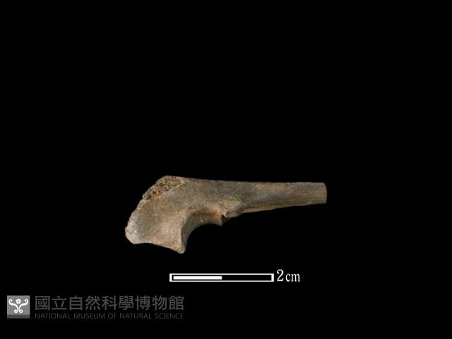 獐骨藏品圖，第1張