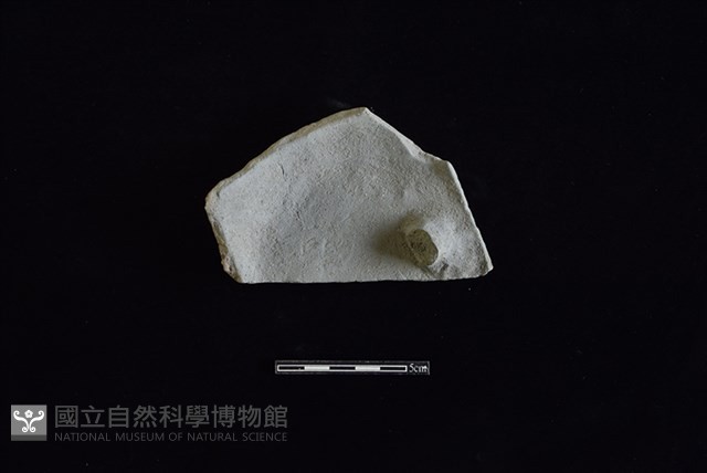 陶蓋鈕藏品圖，第1張