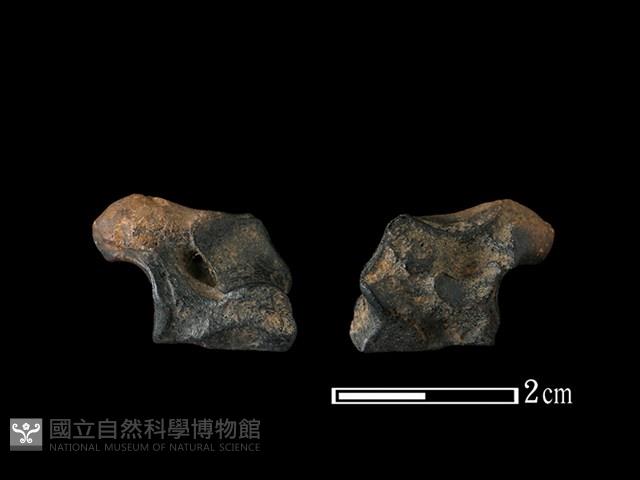 梅花鹿骨藏品圖，第1張