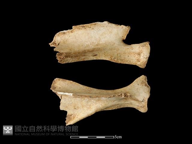 梅花鹿骨藏品圖，第2張