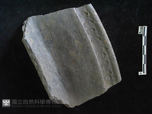 陶片藏品圖，第1張