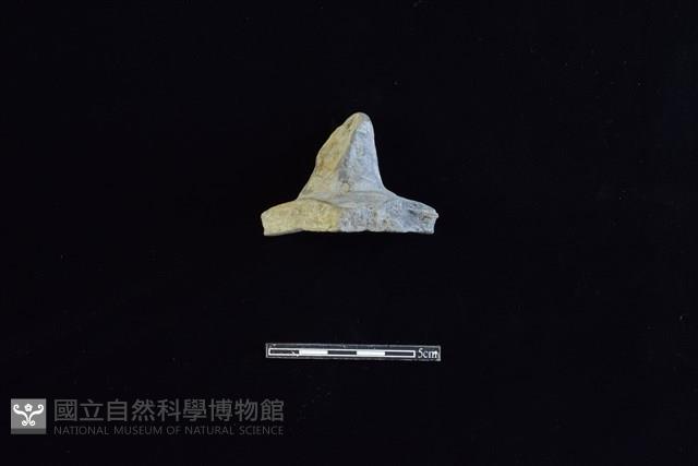 Accession Number:HLL-L-PT0251 Collection Image, Figure 1, Total 2 Figures