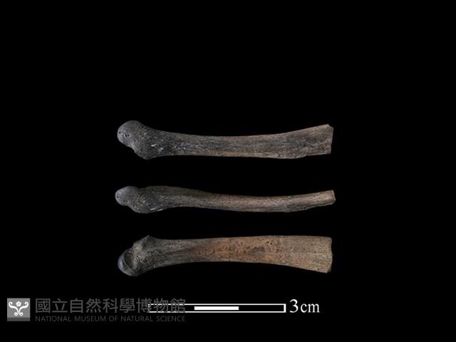 狗獾骨藏品圖，第1張