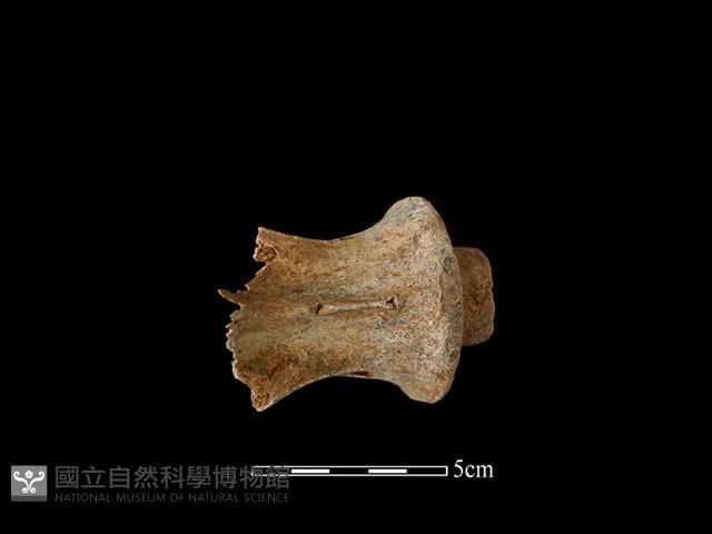 梅花鹿骨藏品圖，第2張