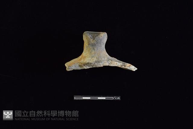 陶蓋鈕藏品圖，第1張