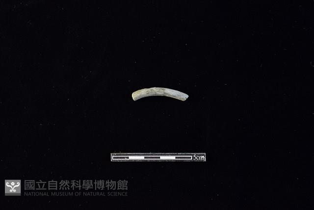 陶環藏品圖，第1張