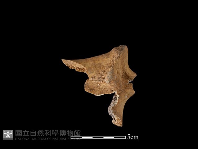 水鹿骨藏品圖，第2張