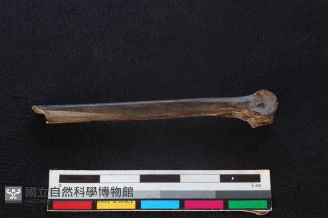 環頸雉骨藏品圖，第1張