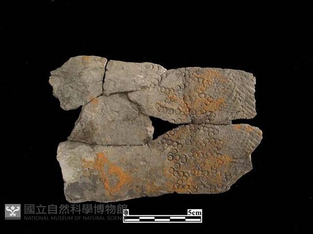 Accession Number:HLL-P-PT0031 Collection Image