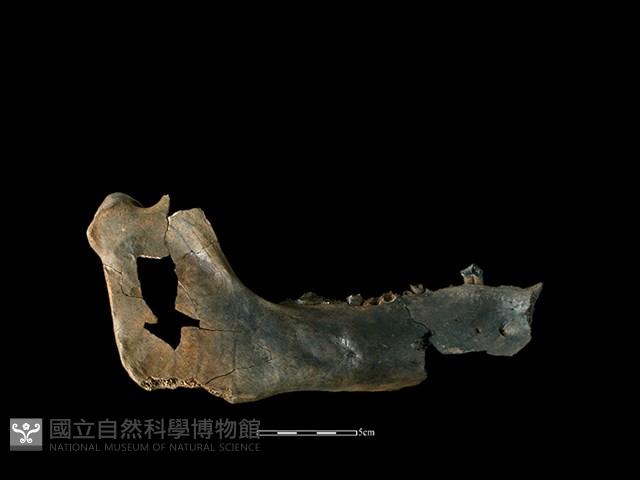 豬骨藏品圖，第2張