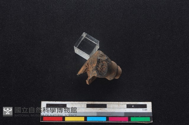 山羌骨藏品圖，第1張