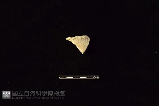 陶罐藏品圖，第1張