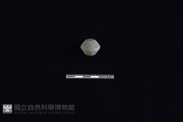 紡輪藏品圖，第1張