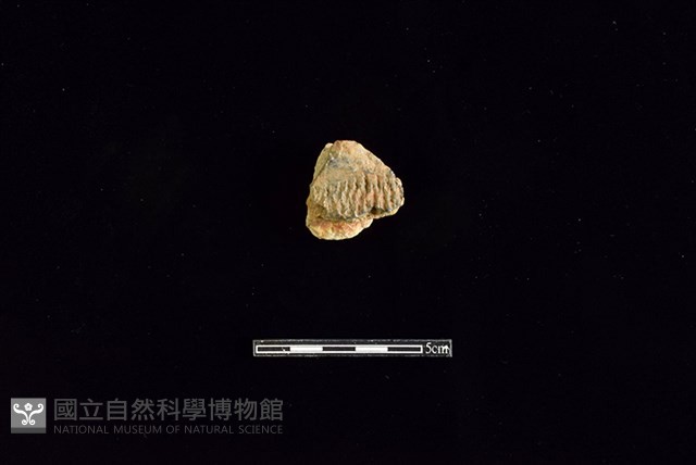 陶罐藏品圖，第1張