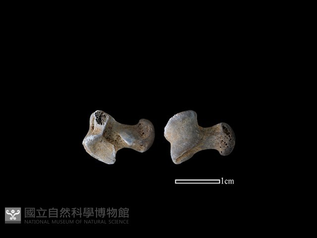 狗獾骨藏品圖，第1張