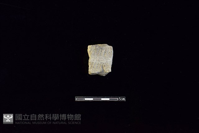 陶片藏品圖，第1張