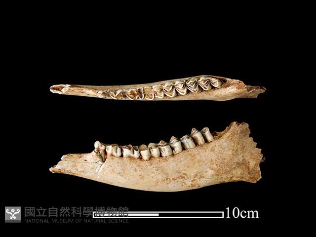 梅花鹿骨藏品圖，第1張