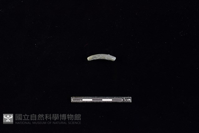 陶環藏品圖，第1張