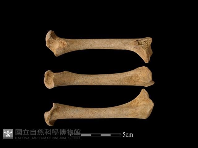 山羌骨藏品圖，第1張