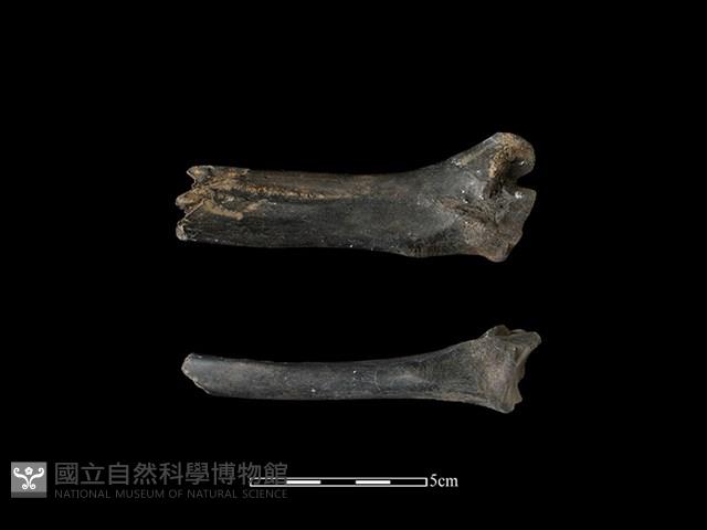 梅花鹿骨藏品圖，第1張