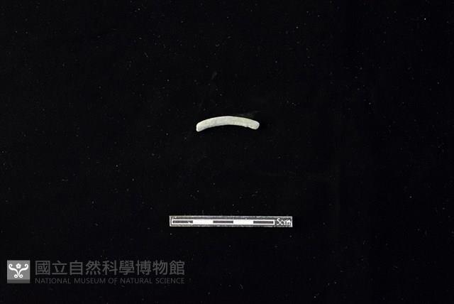 陶環藏品圖，第1張