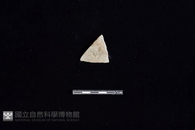 陶片藏品圖，第1張