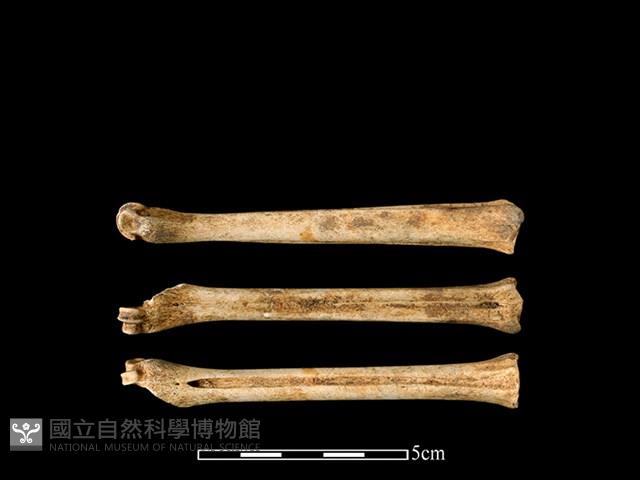 山羌骨藏品圖，第1張