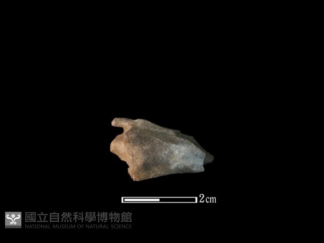 山羌骨藏品圖，第1張