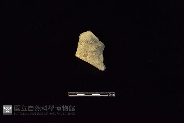 陶片藏品圖，第1張