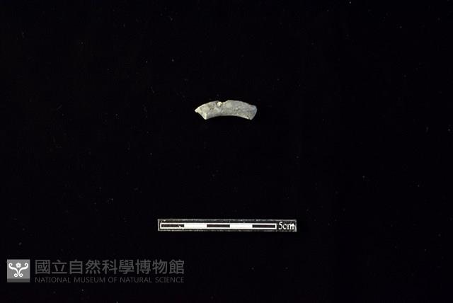 陶環藏品圖，第1張