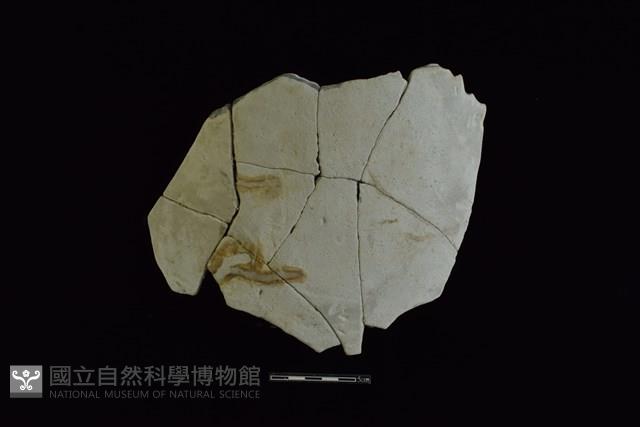 陶片藏品圖，第1張