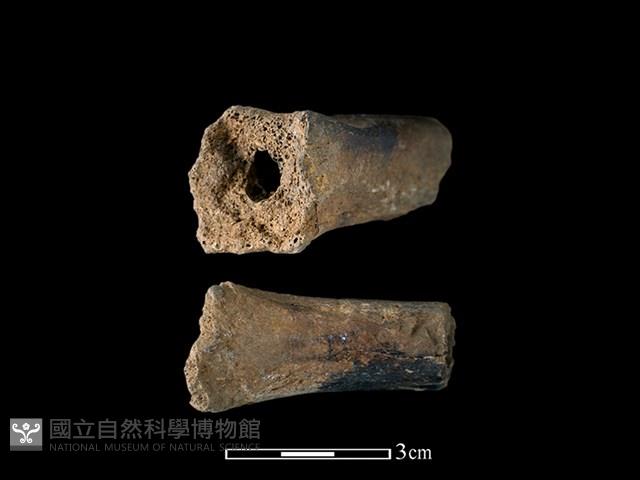 豬骨藏品圖，第1張