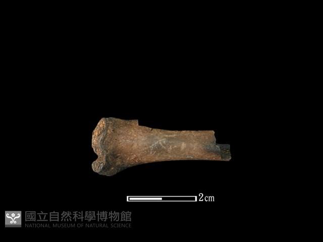 獐骨藏品圖，第1張