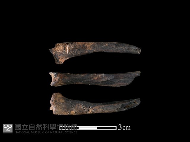 狗獾骨藏品圖，第1張
