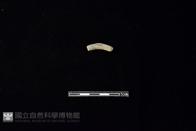 陶環藏品圖，第1張